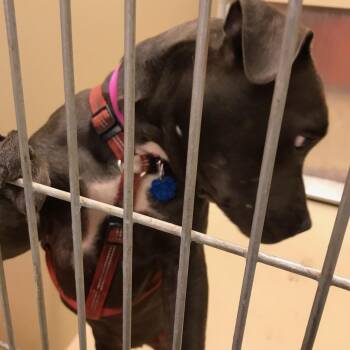 Raena -  Pit Bull Terrier Dog for Adoption in Philadelphia, Pennsylvania - Raena | PetCurious