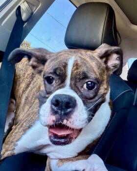 Bailee -  Boxer Dog for Adoption in Monticello, New York - Bailee | PetCurious