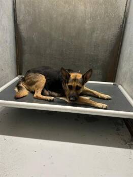 STORM -  German Shepherd Dog Dog for Adoption in Conroe, Texas - STORM | PetCurious