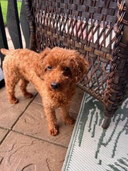 Sienna -  Poodle Dog for Adoption in Toronto, Ontario - Sienna | PetCurious