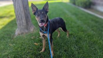 *Sylvia* -  German Shepherd Dog Dog for Adoption in Salt Lake City, Utah - *Sylvia* | PetCurious