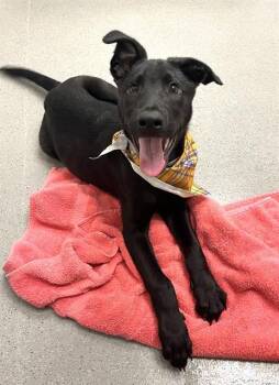 Labrador Retriever and Mixed Breed Dogs Available for Adoption in San Francisco, California - MACAROON | PetCurious