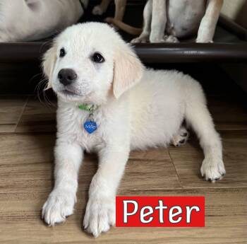 Peter -  Great Pyrenees Dog for Adoption in Southlake, Texas - Peter | PetCurious