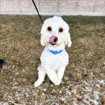 Cockapoo Dogs Available for Adoption - Champ | PetCurious