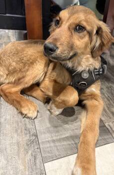 Mixed Breed Dogs Available for Adoption - Cooper | PetCurious