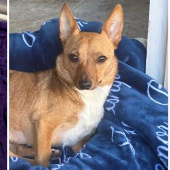 Chihuahua Dogs Available for Adoption - Foxy | PetCurious