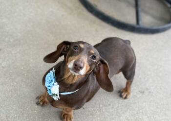 Dachshund Dogs Available for Adoption in Phoenix, Arizona - Molly | PetCurious