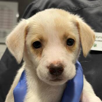Smith -  Australian Cattle Dog Blue Heeler and Labrador Retriever Dog for Adoption in Tampa, Florida - Smith | PetCurious