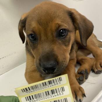 Fiona Gallagher -  Mixed Breed Dog for Adoption in Charleston, West Virginia - Fiona Gallagher | PetCurious