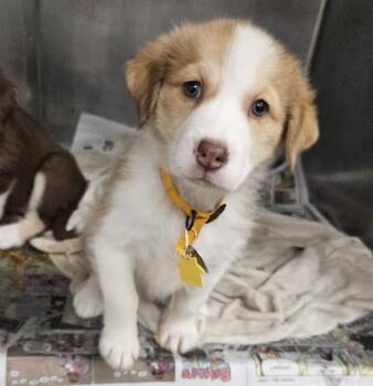 Siberian Husky and Mixed Breed Dogs Available for Adoption - FRIEDA | PetCurious