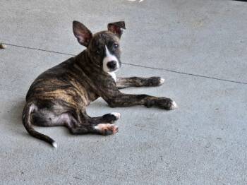 Dori -  Mixed Breed Dog for Adoption in Madison, Wisconsin - Dori | PetCurious