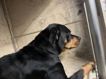 Ember -  Rottweiler and Mixed Breed Dog for Adoption in Gainesville, Florida - Ember | PetCurious