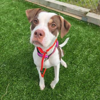 Applejack -  Pit Bull Terrier and Mixed Breed Dog for Adoption in Binghamton, New York - Applejack | PetCurious