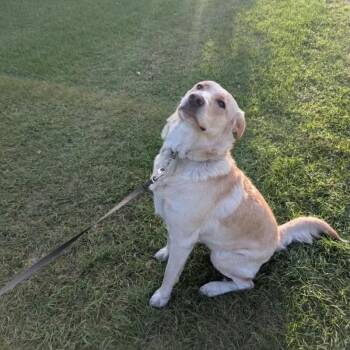 Trixie -  Labrador Retriever Dog for Adoption in Woodstock, Ontario - Trixie | PetCurious