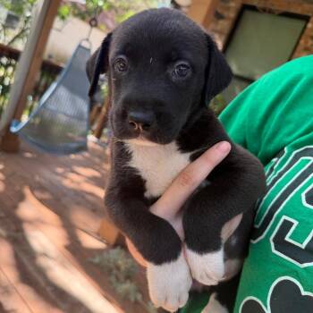 Cobalt -  Pit Bull Terrier Dog for Adoption in Austin, Texas - Cobalt | PetCurious