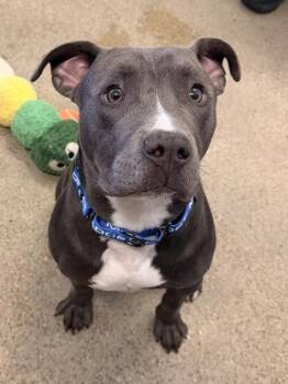 Pit Bull Terrier Dogs Available for Adoption in Cleveland, Ohio - Bundy | PetCurious