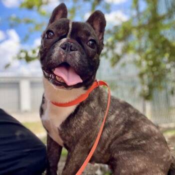 Bixie -  French Bulldog Dog for Adoption in Austin, Texas - Bixie | PetCurious