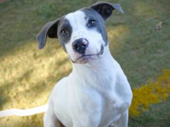 Rescue Pointer and Mixed Breed Dogs for Adoption in Tallahassee, Florida - MARTY | PetCurious