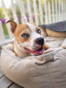 Apollo -  American Staffordshire Terrier Dog for Adoption in North Haledon, New Jersey - Apollo | PetCurious