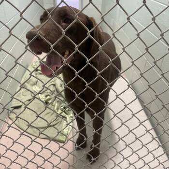 Lizzie -  Chocolate Labrador Retriever Dog for Adoption in Newark, New Jersey - Lizzie | PetCurious