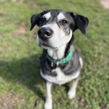 Rescue Labrador Retriever and Husky Dogs for Adoption in Houston, Texas - Boli | PetCurious