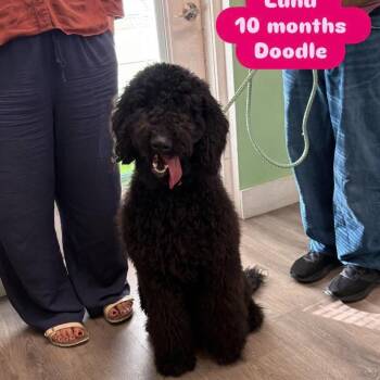 Luna -  Standard Poodle Dog for Adoption in Tampa, Florida - Luna | PetCurious