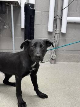 REYNA -  Labrador Retriever Dog for Adoption in Las Vegas, Nevada - REYNA | PetCurious