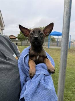 Belgian Shepherd Malinois and Mixed Breed Dogs Available for Adoption in Corpus Christi, Texas - IBIZA | PetCurious