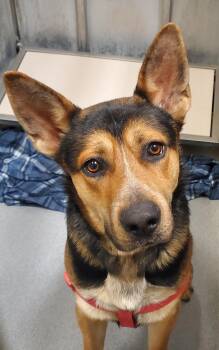 German Shepherd Dog Dogs Available for Adoption - Douglas | PetCurious