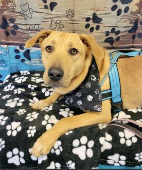 Yellow Labrador Retriever Dogs Available for Adoption - Chachi | PetCurious