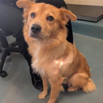 Ella -  Mixed Breed Dog for Adoption in Memphis, Tennessee - Ella | PetCurious