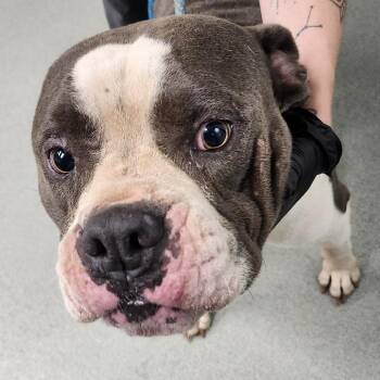 Agrippa -  American Bulldog and Mixed Breed Dog for Adoption in Abilene, Texas - Agrippa | PetCurious