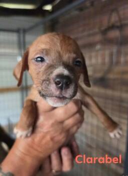 Clarabell -  Chocolate Labrador Retriever and Mixed Breed Dog for Adoption in Hortense, Georgia - Clarabell | PetCurious