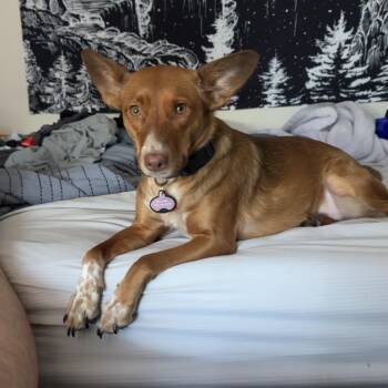 Rescue Australian Cattle Dog Blue Heeler Dogs for Adoption in Thayne, Wyoming - Peaches | PetCurious