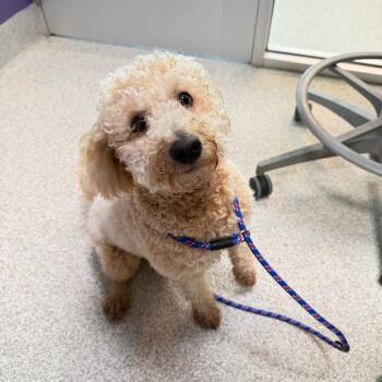 Frankie -  Miniature Poodle Dog for Adoption in Englewood, Florida - Frankie | PetCurious