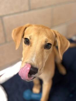 Doug -  Mixed Breed Dog for Adoption in Morristown, New Jersey - Doug | PetCurious