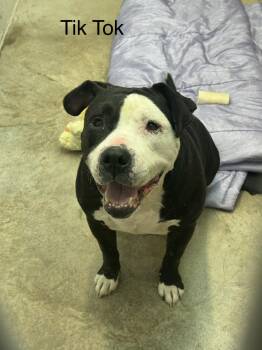 Tik Tok -  Staffordshire Bull Terrier Dog for Adoption in Ulster, Pennsylvania - Tik Tok | PetCurious