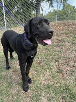 Allie -  Labrador Retriever and Mixed Breed Dog for Adoption in Conway, Arkansas - Allie | PetCurious