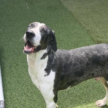 Doofus Dude 2977 -  Catahoula Leopard Dog and Mixed Breed Dog for Adoption in Loxahatchee Groves, Florida - Doofus Dude 2977 | PetCurious