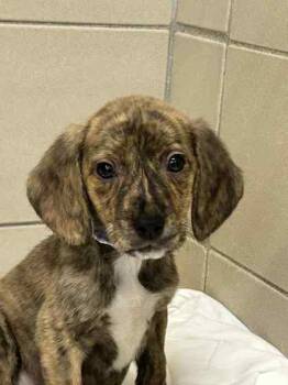 Rescue Mixed Breed Dogs for Adoption in Munster, Indiana - Microwave | PetCurious