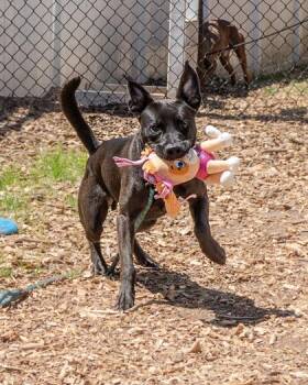 Mixed Breed Dogs Available for Adoption in Chamblee, Georgia - Rodrigo | PetCurious