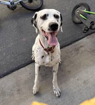 Sparky-Simi Valley, CA -  Dalmatian Dog for Adoption in San Diego, California - Sparky-Simi Valley, CA | PetCurious