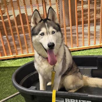ZUMA -  Siberian Husky and Mixed Breed Dog for Adoption in Las Vegas, Nevada - ZUMA | PetCurious