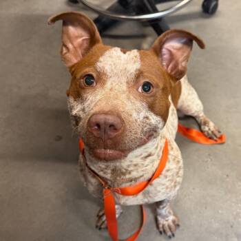 Dottie -  Terrier Dog for Adoption in Tampa, Florida - Dottie | PetCurious