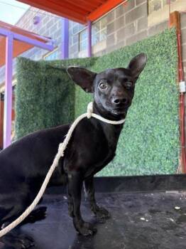 Chihuahua and Mixed Breed Dogs Available for Adoption - 60537977 | PetCurious