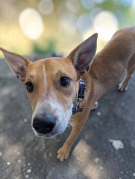 AUBREY -  Australian Kelpie and Cattle Dog Dog for Adoption in Lincoln, Nebraska - AUBREY | PetCurious