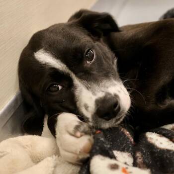 Mixed Breed Dogs Available for Adoption in Briarcliff Manor, New York - Sadie | PetCurious