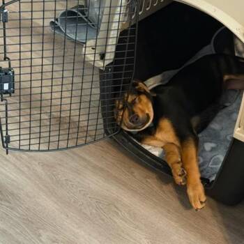 Rottweiler Dogs Available for Adoption in Fayetteville, Georgia - Posey | PetCurious