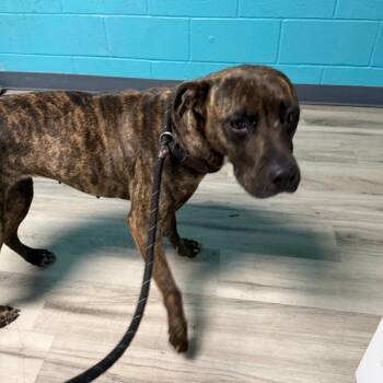 Terrier Dogs Available for Adoption in St. Louis, Missouri - Katydid | PetCurious