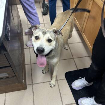 Apollo -  Shepherd and English Bulldog Dog for Adoption in Starkville, Mississippi - Apollo | PetCurious